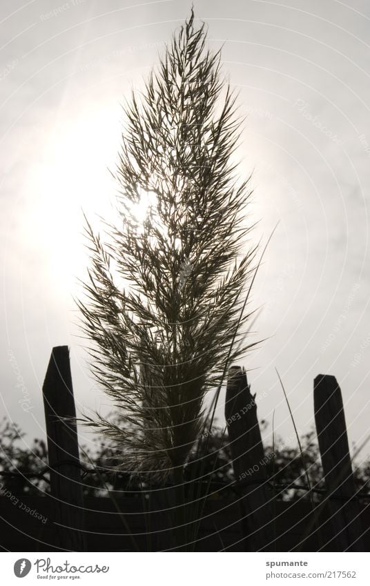 Pampasgras im Gegenlicht Natur Pflanze Himmel Sonnenlicht Gras Grünpflanze Garten Gartenzaun grau schwarz weiß Farbfoto Gedeckte Farben Außenaufnahme