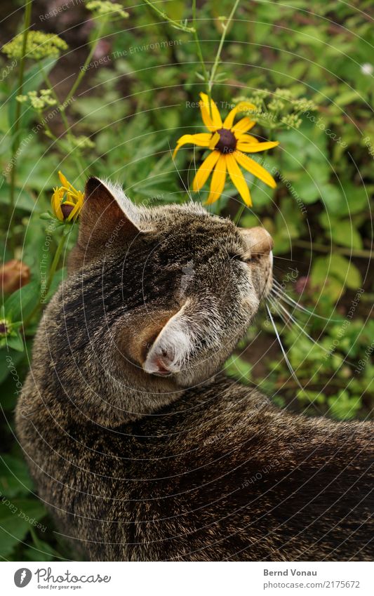 Katzenglück Glück Freiheit Natur Tier Blume Gras Wiese Fell Haustier oben braun gelb grün Hauskatze Tigerfellmuster Kopf Ohr Geruch Zurückblicken niedlich