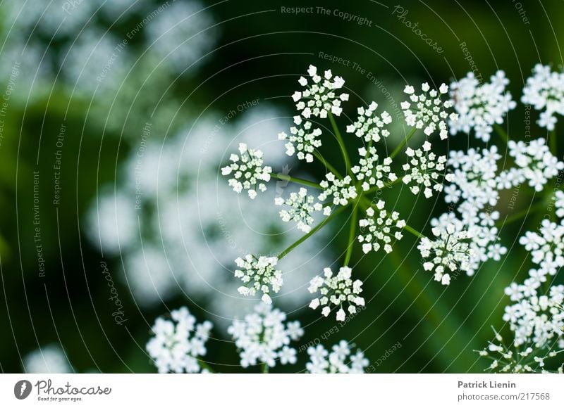 These photographs Umwelt Natur Pflanze Sommer Wetter Blume Blüte Grünpflanze Wildpflanze Wiese genießen Doldenblüte Doldenblütler weiß schön grün Tiefenschärfe