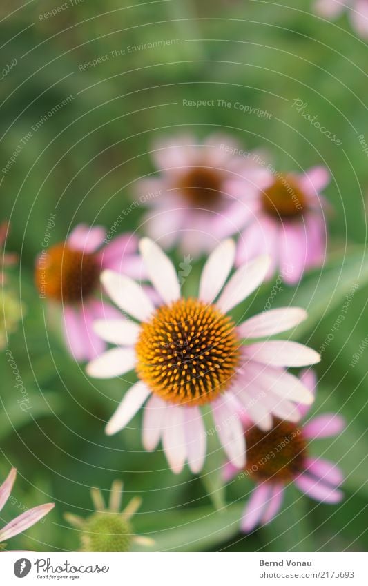 Blume Natur Garten hell schön Blüte Kugel zart rosa orange strahlenförmig grün Schmuck Wachstum Sommer Farbfoto Außenaufnahme Menschenleer Textfreiraum oben Tag