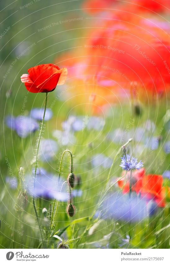 #A# Mohnfeld II Umwelt Natur Pflanze Blume Gras ästhetisch Mohnblüte rot Blühend Blühende Landschaften Wiese Wiesenblume Farbfoto mehrfarbig Außenaufnahme