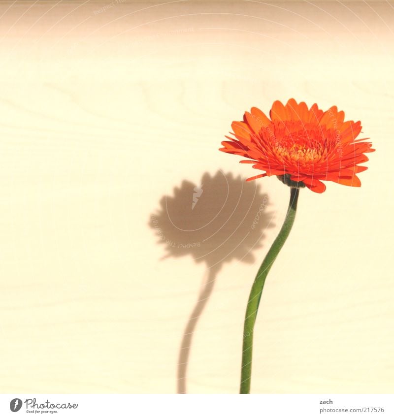 zart Pflanze Blume Blüte Gerbera Blühend Duft schön Wachstum Blütenblatt orange Farbfoto Innenaufnahme Menschenleer Textfreiraum links Textfreiraum oben Tag