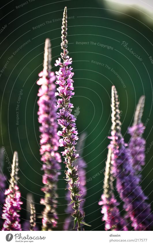 Blumen für zabalotta Sommer Pflanze Blüte Wildpflanze Stauden Blühend Duft Freundlichkeit positiv violett rosa schön Natur Farbfoto Außenaufnahme Unschärfe