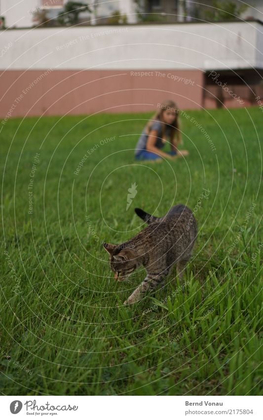 ImGrünen feminin Mädchen 1 Mensch Gras Dorf Garten Tier Katze natürlich grün Mauer hocken Suche Neugier Tigerfellmuster Hauskatze spionieren Geruch Farbfoto