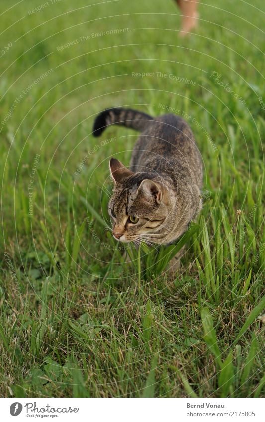 wiesn Natur Wiese Tier Katze 1 Blick braun Fell Tigerkatze niedlich fangen Suche Schnurrhaar Herumtreiben Mausefalle Haustier Tierjunges Schwanz grün Farbfoto