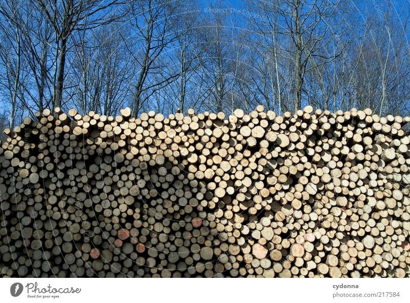 Bäume vor lauter Wald sehen Umwelt Natur Wolkenloser Himmel Baum ästhetisch Ende Idee nachhaltig ruhig Vergänglichkeit Wandel & Veränderung Wert Baumstamm