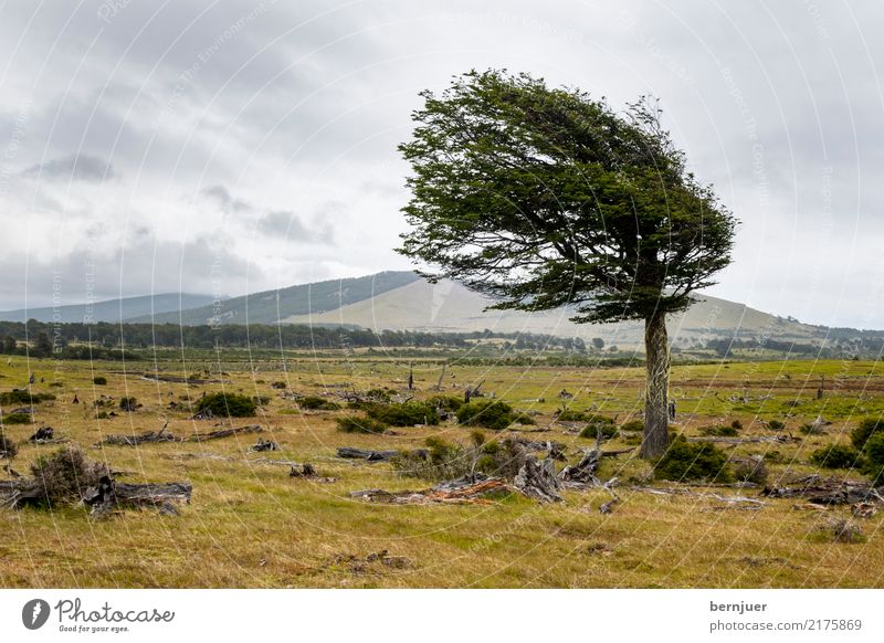 Hauptwindrichtung Umwelt Natur Landschaft Pflanze Luft Wolken Wind Sturm Baum Hügel authentisch außergewöhnlich grün Kraft Willensstärke Wahrheit Ehrlichkeit