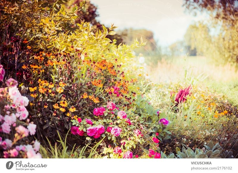 Herbst Garten mit Blumen Lifestyle Design Sommer Natur Pflanze Baum Gras Sträucher Blatt Blüte Park gelb Astern Schönes Wetter Farbfoto Außenaufnahme