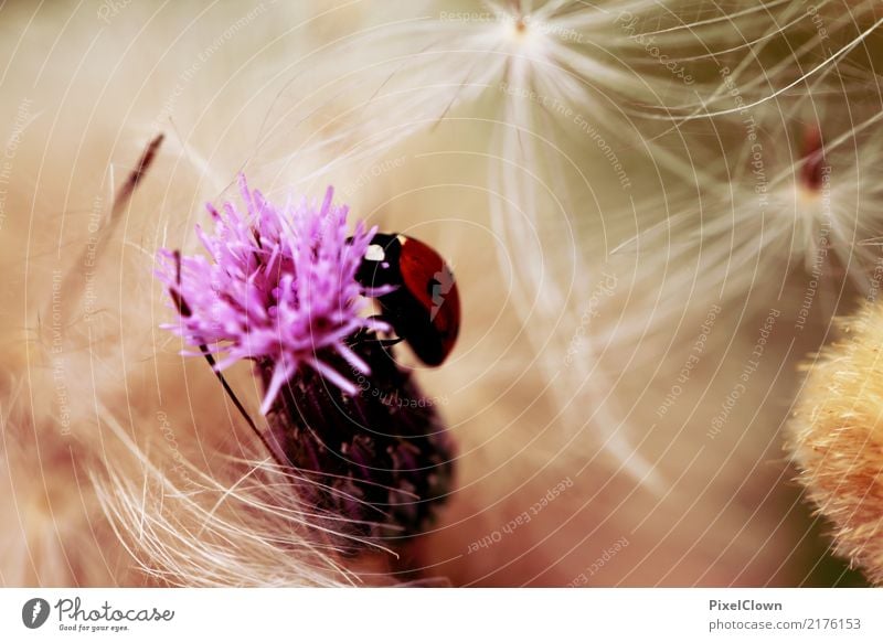 Marienkäfer Ausflug Sommer wandern Natur Landschaft Pflanze Blüte Garten Wiese Feld Tier Flügel 1 Blühend fliegen Fressen ästhetisch violett rot weiß Gefühle