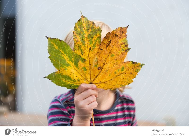 Herbstkind Freude Leben Kindererziehung Kindergarten lernen Schulkind Mädchen Kindheit 1 Mensch 3-8 Jahre berühren Bewegung träumen frech Freundlichkeit