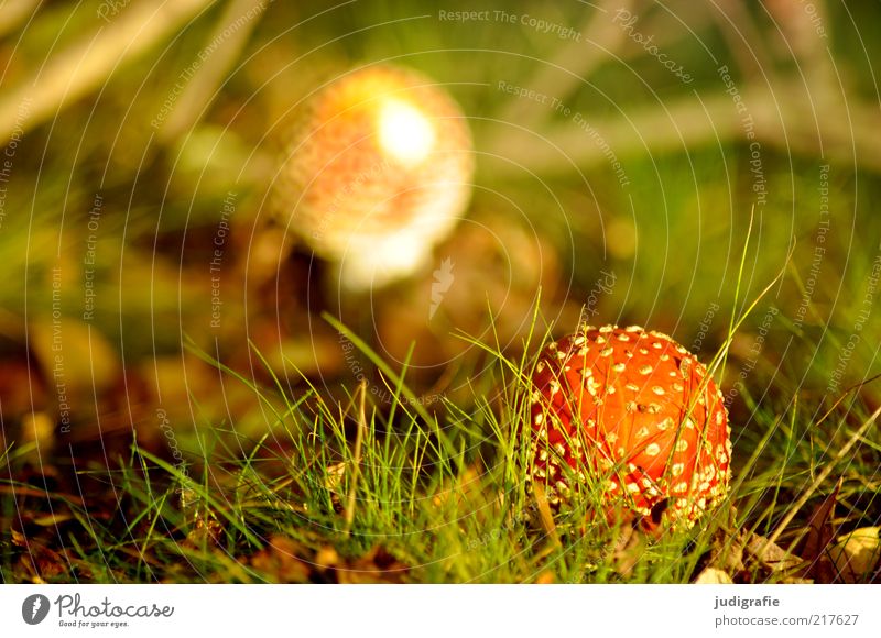 Herbst Umwelt Natur Landschaft Pflanze Klima Gras Wiese Wachstum natürlich wild einzigartig Gift Fliegenpilz Farbfoto Außenaufnahme Tag Unschärfe Menschenleer