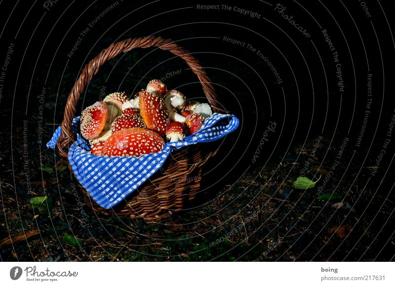 Rotkäppchen besucht die Großmutter in Berlin Pilz Glücksbringer Umwelt Korb Fliegenpilz Pilzsucher Gift Rauschmittel Waldboden Farbfoto Außenaufnahme Dämmerung