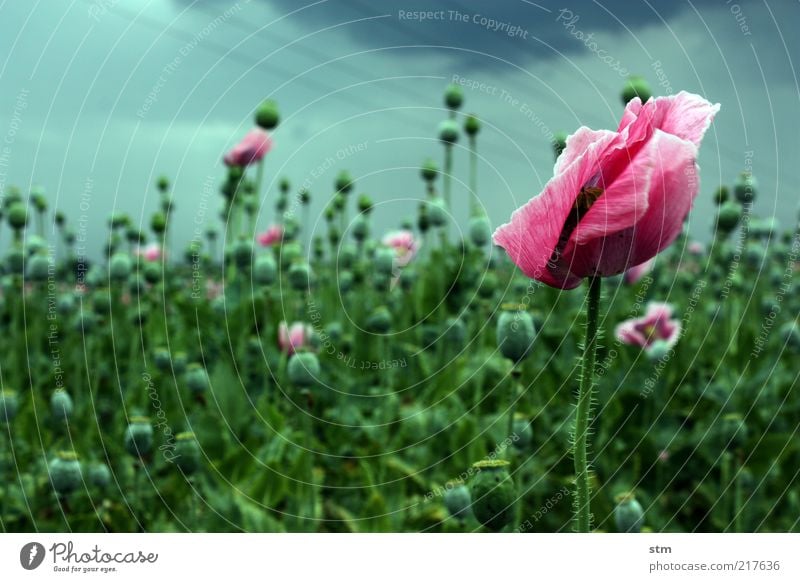 wind schön Gesundheit Umwelt Natur Landschaft Pflanze Sommer Herbst Wetter schlechtes Wetter Unwetter Wind Sturm Regen Gewitter Blume Blatt Blüte Nutzpflanze