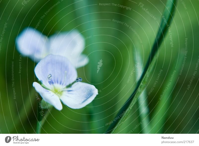 Ich will Sommer. Umwelt Natur Pflanze Blume Blüte Unkraut Kitsch niedlich Duft violett Veronica Gras Stengel Textfreiraum rechts Textfreiraum oben grün Blühend