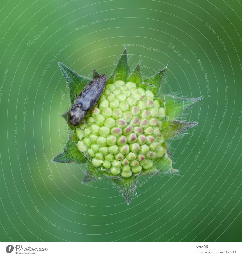 verschlossen Umwelt Natur Pflanze Tier Blume Blüte 1 grün Käfer Farbfoto Außenaufnahme Nahaufnahme Detailaufnahme Makroaufnahme Textfreiraum oben