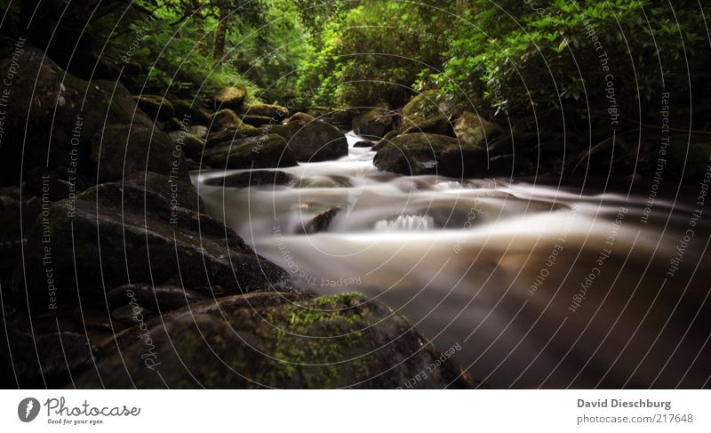 Irish river Natur Landschaft Pflanze Wasser Sommer Baum Moos Grünpflanze Wald Felsen Wellen Flussufer Bach braun grün schwarz fließen Langzeitbelichtung Stein