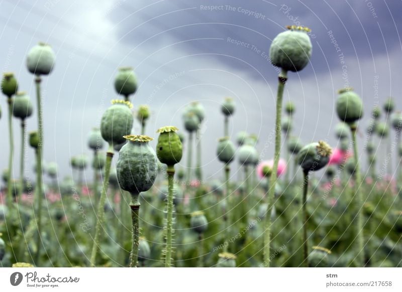 mohn Lebensmittel Mohn Mohnblüte Mohnfeld Mohnkapsel Ernährung Bioprodukte schön Gesundheit Umwelt Natur Landschaft Pflanze Sommer Herbst Wetter