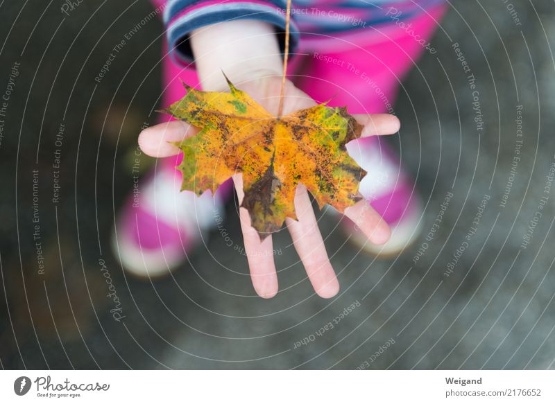 Herbstgold Kindererziehung Kindergarten Schule Schulkind Kleinkind Mädchen 1 Mensch berühren mehrfarbig gelb rosa Sympathie Freundschaft Zusammensein Liebe