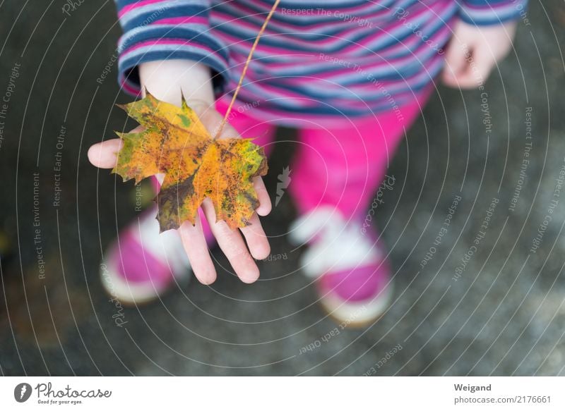 Blattwerk Kindererziehung Kindergarten Schule lernen Familie & Verwandtschaft Kindheit 3-8 Jahre 8-13 Jahre glänzend Freundlichkeit gelb rosa Herbst Basteln