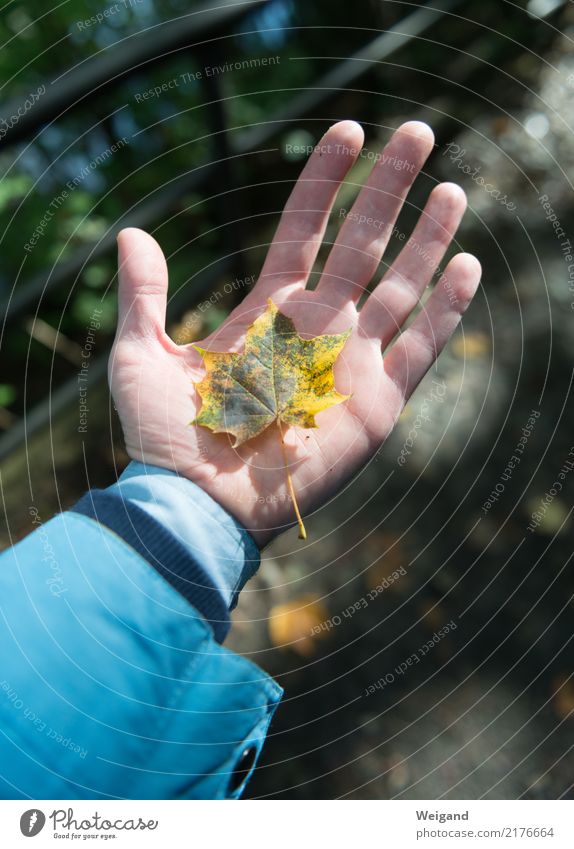 auf die Hand 1 Mensch Sonnenlicht Herbst blau gelb Glück Fröhlichkeit Zufriedenheit Lebensfreude selbstbewußt Kraft Freundschaft Zusammensein trösten dankbar