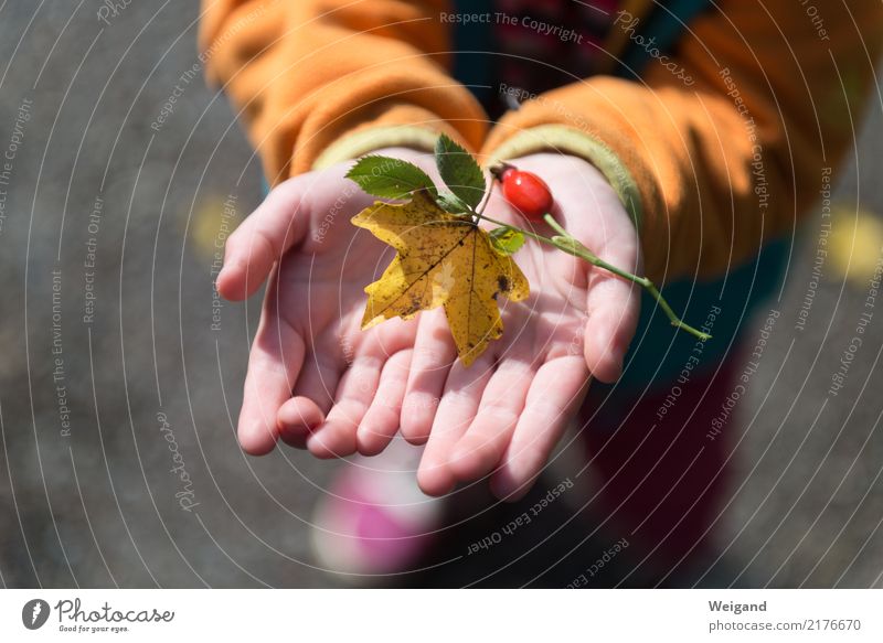 Herbstschatz Kindererziehung Kindergarten Schulkind Schüler Mensch feminin Junge 1 achtsam Wachsamkeit Freundlichkeit Verlässlichkeit Pünktlichkeit gewissenhaft