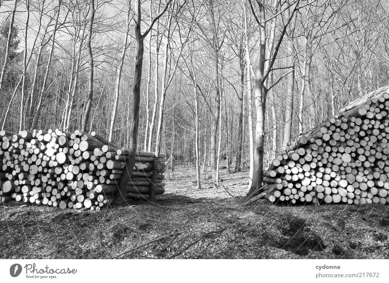 Ökostützen Umwelt Natur Landschaft Baum Wald ästhetisch entdecken Idee Kreativität Leben nachhaltig Ordnung ruhig Schutz Vergänglichkeit Wandel & Veränderung