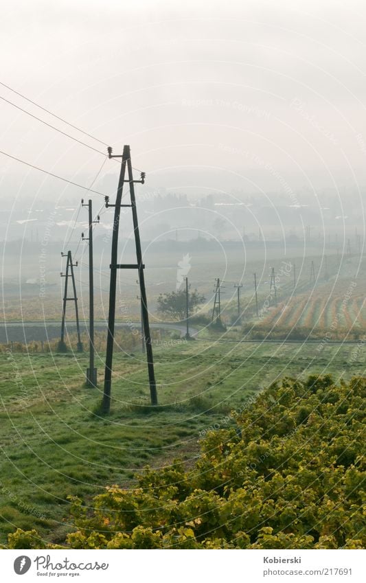 Weinberg 2 Herbst Nebel Weinranken Feld Wachstum frisch gelb grün Zufriedenheit Gelassenheit Energie Erholung genießen Horizont Klima nachhaltig Umwelt