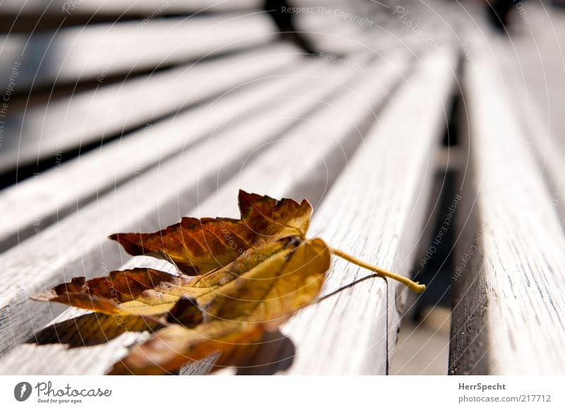 Mein Beitrag zur Herbstblätterei Blatt braun gelb Einsamkeit Verzweiflung Parkbank Bank Holz Maserung Stengel Blattfaser verwaschen Verfall fallen Farbfoto