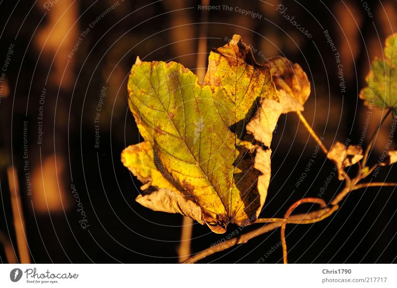 Auf-Bäumen Natur Pflanze Erde Herbst Blatt hängen alt authentisch Duft natürlich gold grün Stimmung schön Traurigkeit Freiheit Frieden Farbfoto Außenaufnahme