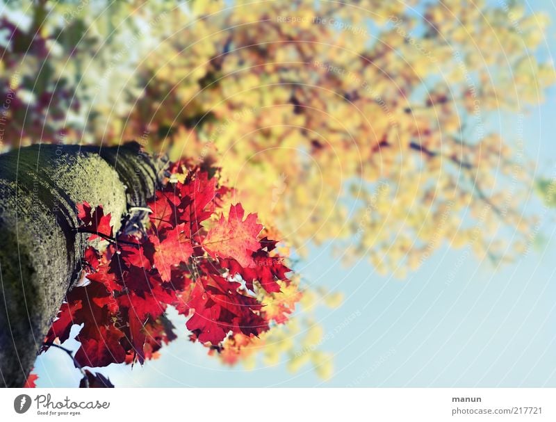 Herbstfarben Umwelt Natur Baum Blatt Herbstlaub herbstlich Herbstfärbung Herbstbeginn Herbstwetter außergewöhnlich frisch gigantisch einzigartig natürlich oben