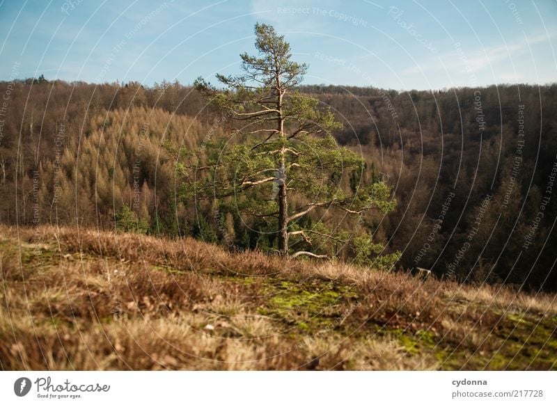 Raumteiler Wohlgefühl Zufriedenheit Erholung ruhig Ferne Freiheit Umwelt Natur Landschaft Herbst Baum Wald Berge u. Gebirge ästhetisch einzigartig geheimnisvoll