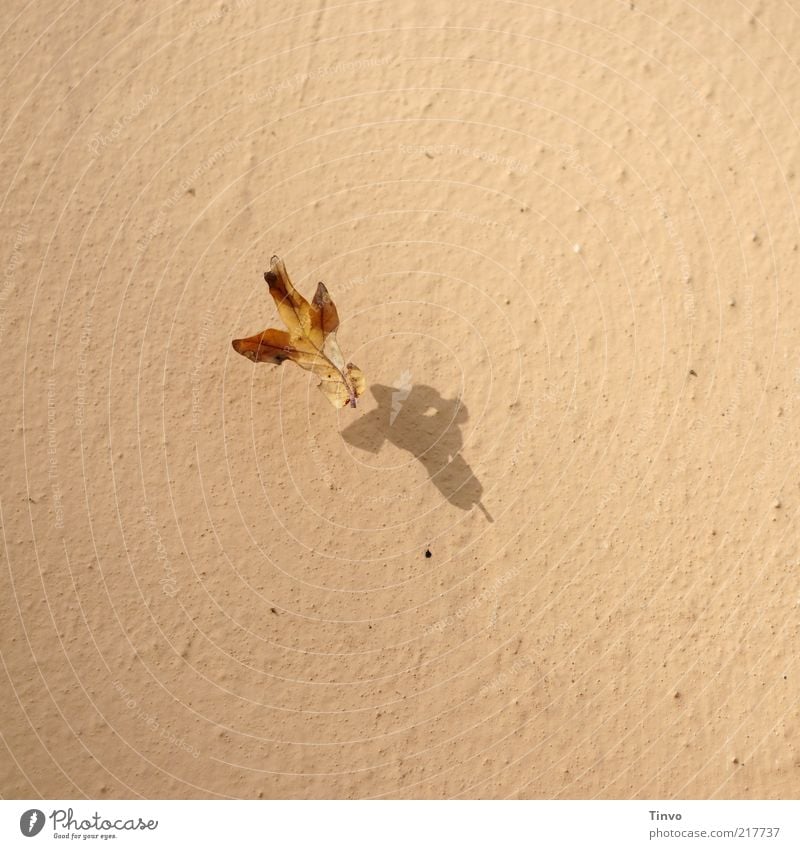 grimmiger Herbst Blatt Mauer Wand Fassade trocken Herbstlaub fallen Schattenspiel Lichterscheinung einzeln Ocker Farbfoto Außenaufnahme Menschenleer