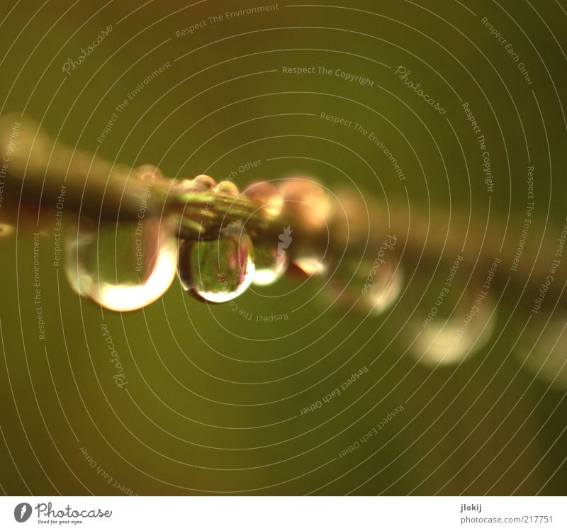 after the rain... Natur Pflanze Urelemente Wasser Wassertropfen Herbst schlechtes Wetter Regen Gras Grünpflanze hängen Wachstum ästhetisch Flüssigkeit nass