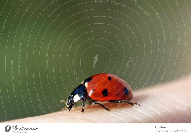 Viel Glück! (oh 350) Mensch Haut Finger Umwelt Natur Tier Sommer Wildtier Käfer hell nah natürlich grün rot schwarz weiß Marienkäfer krabbeln Glücksbringer