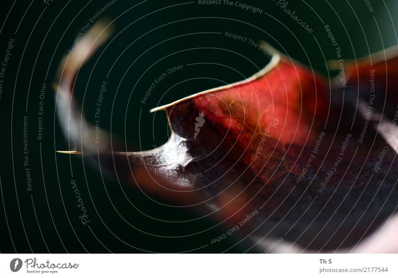 Blatt Natur Pflanze Sommer Herbst Winter Bewegung Blühend verblüht ästhetisch authentisch einfach elegant natürlich braun grün rot weiß Gelassenheit geduldig