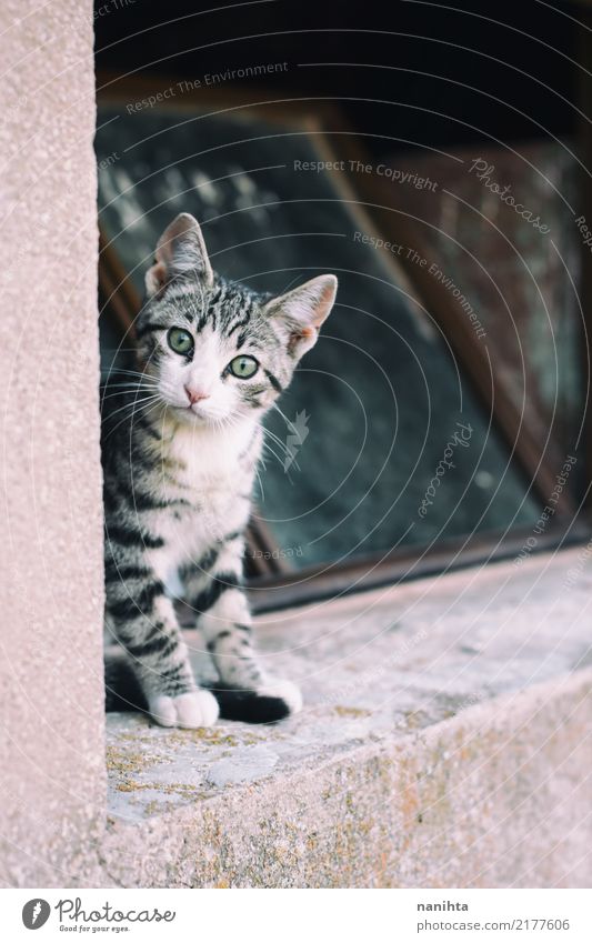 Kleine neugierige Katze Fenster Mauer Wand Tier Haustier Tiergesicht 1 Tierjunges beobachten sitzen authentisch frei klein listig Neugier niedlich braun grau