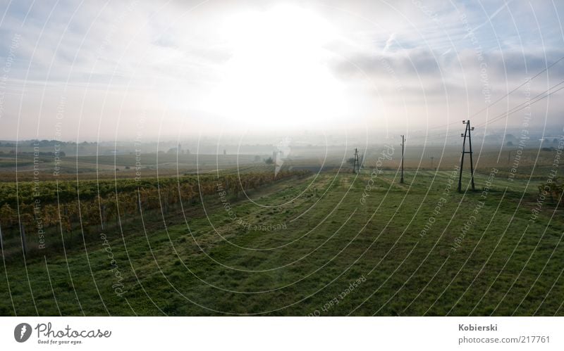 Morgen am Weinberg Wolken Schönes Wetter Nebel entdecken genießen leuchten frei frisch nachhaltig positiv blau gelb grün Zufriedenheit Optimismus ruhig Neugier