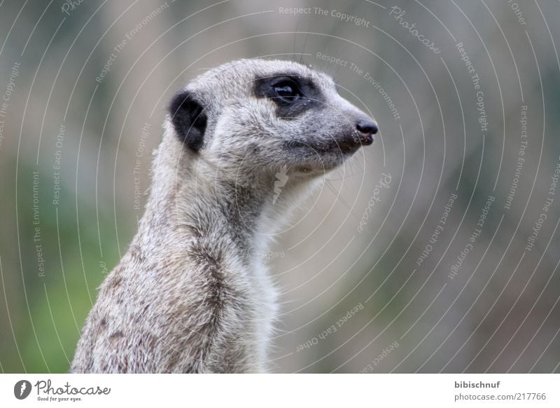 Erdmännchen im Detail Tier Wildtier Tiergesicht 1 sitzen Farbfoto Außenaufnahme Tag Tierporträt Profil Blick Auge Nase Schnauze Fell Menschenleer