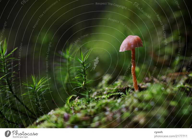 Pilz im Moos Natur Landschaft Pflanze Erde Herbst Wald Wachstum klein rosa einzigartig Idylle Perspektive Verfall Zeit winzig krumm Waldboden herbstlich