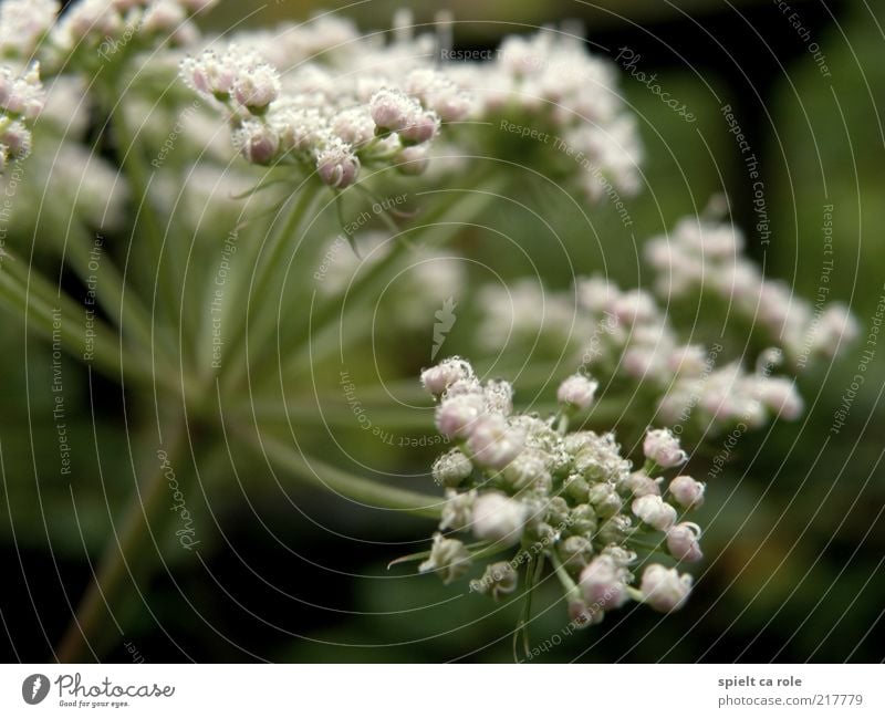 Morgentau Leben Duft Natur Pflanze Wassertropfen Herbst Blume Blüte Grünpflanze Wildpflanze atmen Blühend leuchten verblüht grün weiß ruhig Hoffnung Farbfoto