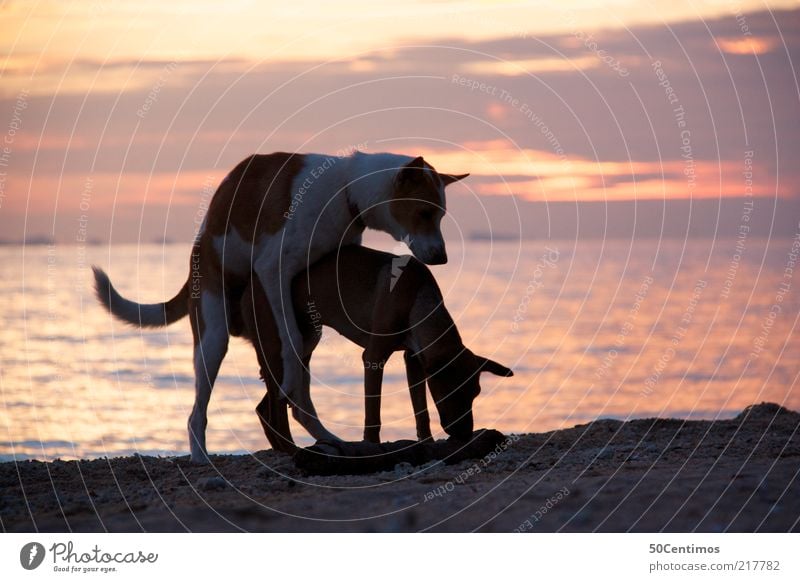 Sex on the beach - Hunde am Strand bei Sonnenuntergang Sand Wasser Himmel Sonnenaufgang Schönes Wetter Küste Meer Thailand Haustier 2 Tier Tierpaar exotisch