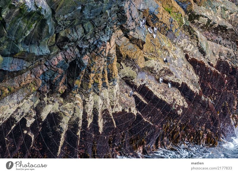 Formation Natur Urelemente Felsen Wellen Tier Wildtier Vogel Schwarm dunkel eckig Spitze blau braun mehrfarbig gelb grau grün rosa weiß Stein Schichtarbeit