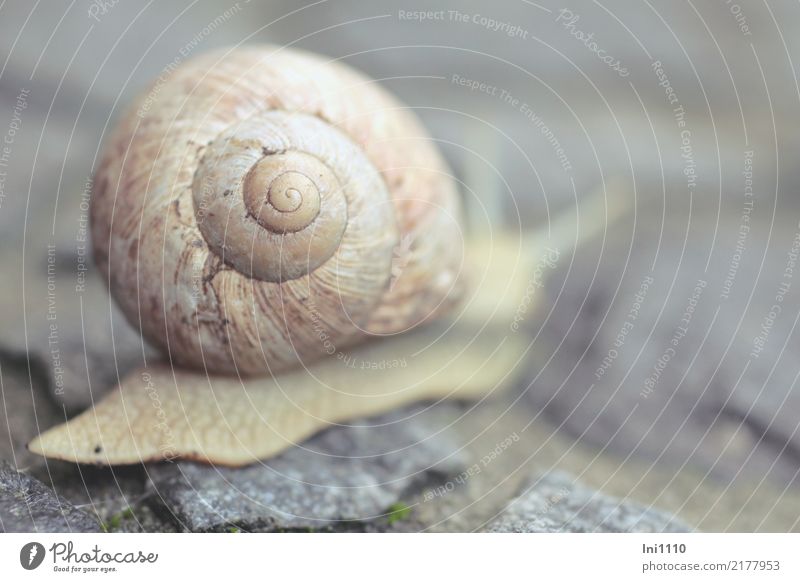 Ton in Ton | Weinbergschnecke Natur Pflanze Sommer Garten Park Wildtier Schnecke Weinbergschnecken 1 Tier blau grau rosa schwarz weiß Schneckenhaus Spirale