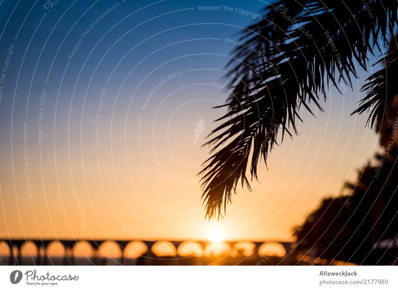 Urlaubskitsch Dämmerung Sonnenuntergang Gegenlicht Silhouette Ferne Freiheit Sommer Sommerurlaub Horizont maritim blau orange Erholung Palme Blatt Insel