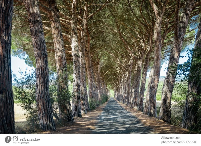 Allee in der Toskana Erholung ruhig Ausflug Sommer Natur Baum Wald Straße fahren heiß grün weiß Romantik Einsamkeit sommerlich Italien roadtrip Reihenfolge