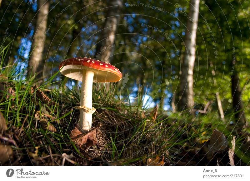 Im großen Wald Umwelt Natur Urelemente Erde Himmel Herbst Schönes Wetter Baum Gras Moos Blatt Linie leuchten Wachstum grün rot Fliegenpilz Pilz 1 Waldboden