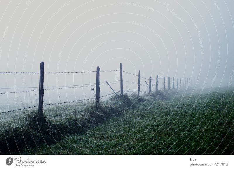 zaun ins nichts Umwelt Natur Landschaft Herbst schlechtes Wetter Nebel Pflanze Gras Grünpflanze Wiese Feld dunkel kalt Zaun Zaunpfahl Draht Farbfoto