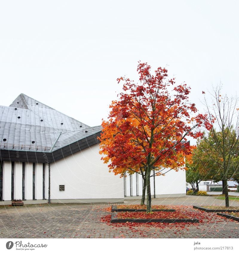 rotlaub Himmel Herbst Baum Haus Platz Bauwerk Gebäude Architektur Mauer Wand Fassade Dach trist grau grün Farbfoto Außenaufnahme Menschenleer Textfreiraum oben