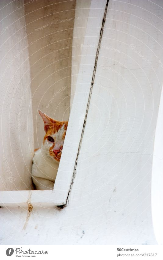 Die versteckte Katze schön Mauer Wand Fassade Haustier 1 Tier liegen Blick warten Gefühle Stimmung Vertrauen Tierliebe ruhig Einsamkeit Erholung Erwartung