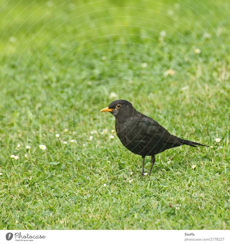 Amsel Männchen Amselmännchen Einzelgänger Vogel Wildvogel Singvögel heimischer Vogel Vogelbeobachtung Turdus merula Schwarzdrossel schwarzer Vogel Vogel im Gras